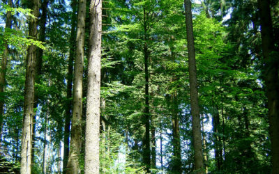 PEFC Austria – Änderungen bei der Waldbesitzerdatenbank und der PEFC-Teilnahmeerklärung