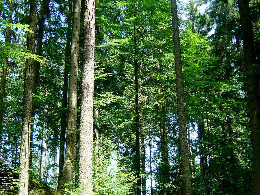 PEFC Austria-Aenderungen bei der Waldbesitzerdatenbank und der PEFC-Teilnahmeerklaerung