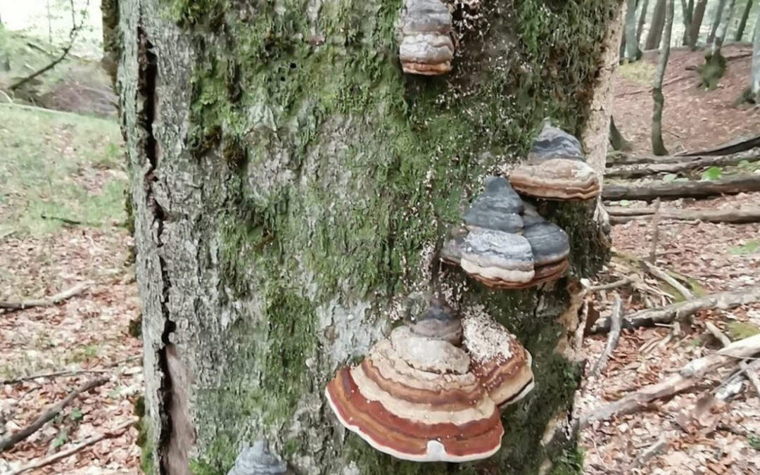 Biodiversität in Trittsteinbiotopen